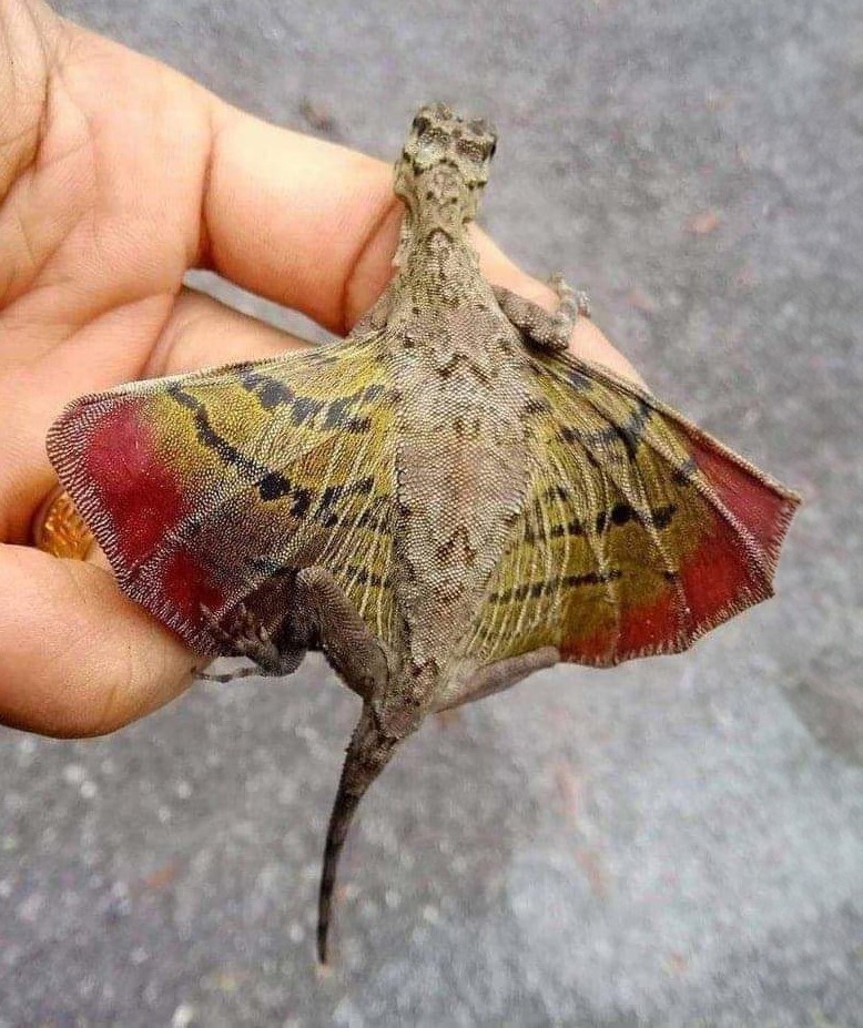 Он был найден в юго-восточной Азии и это летающая ящерица. Да, господа, дракон.