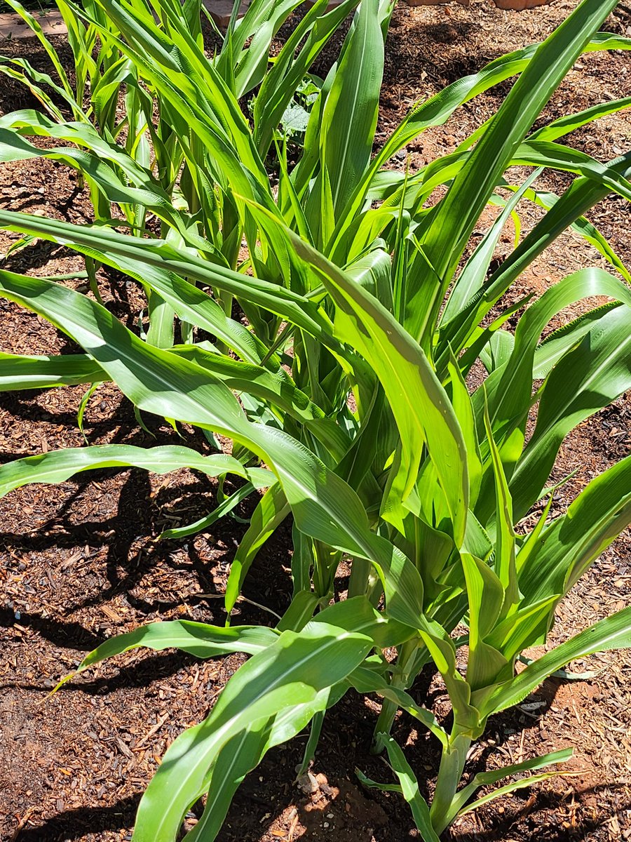 Happy corn 🌽 
#growyourown #microhomestead #corn #cultivate #grow #plants