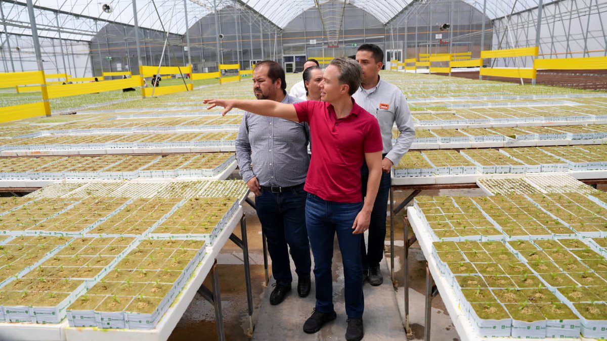 VelascoM_'s tweet photo. El pimiento es el 3º producto agrícola con más exportaciones y Villa Serre los cultiva en Silao en invernaderos con alta tecnología, agregando valor y calidad mundial a los productos mexicanos y a la mano de obra nacional.

¡Repliquemos este exitoso modelo en todo el país! https://t.co/zaLm4Klum7