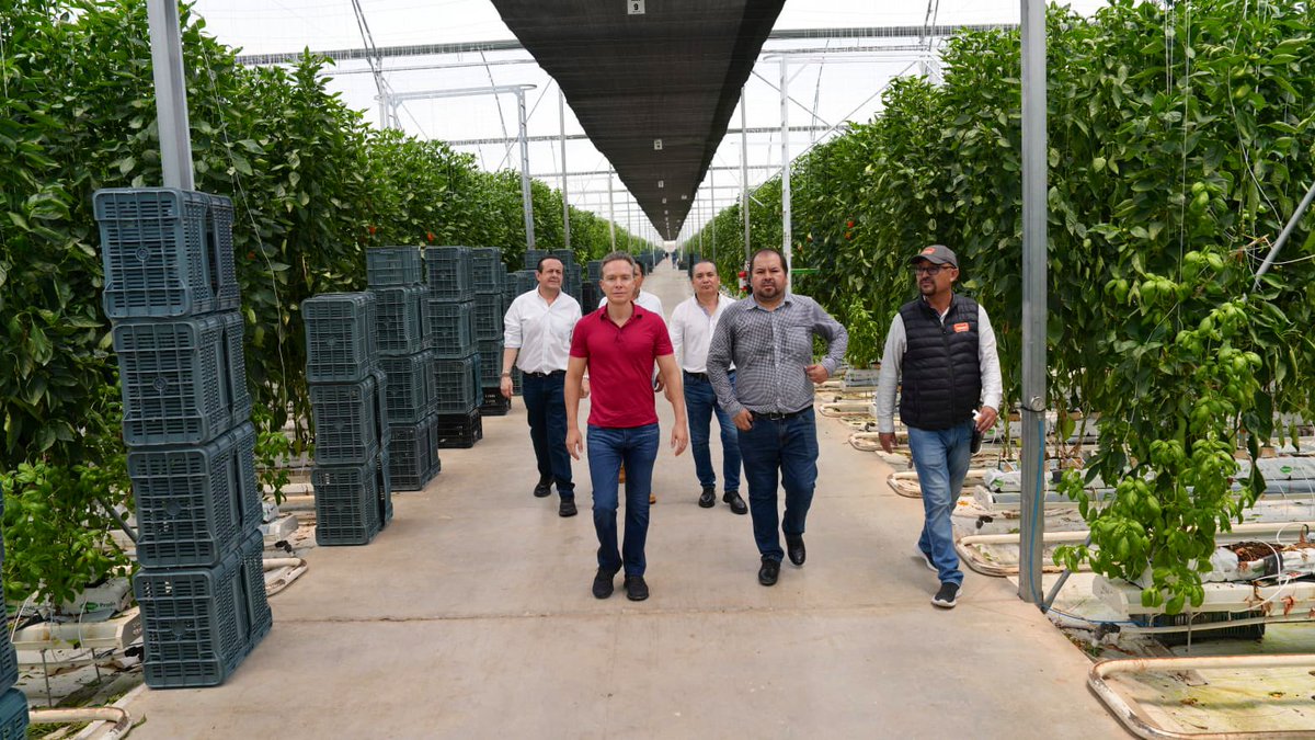 VelascoM_'s tweet photo. El pimiento es el 3º producto agrícola con más exportaciones y Villa Serre los cultiva en Silao en invernaderos con alta tecnología, agregando valor y calidad mundial a los productos mexicanos y a la mano de obra nacional.

¡Repliquemos este exitoso modelo en todo el país! https://t.co/zaLm4Klum7