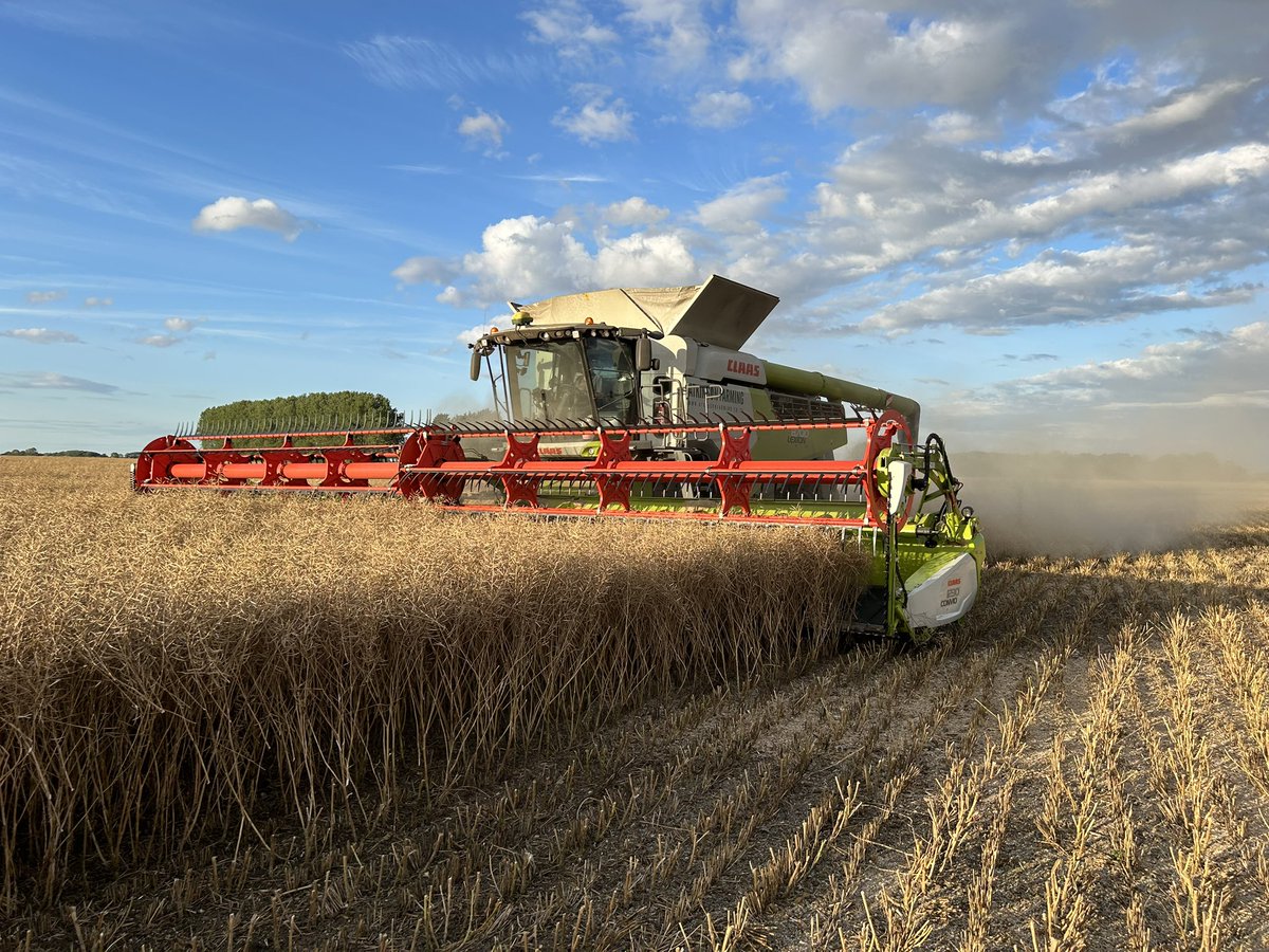 Petewaudby's tweet image. Rained off on winter barley so we moved 20 miles south and cut some oil seed rape, coming off at 8.5%.