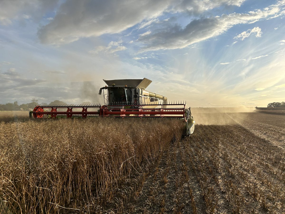 Petewaudby's tweet image. Rained off on winter barley so we moved 20 miles south and cut some oil seed rape, coming off at 8.5%.