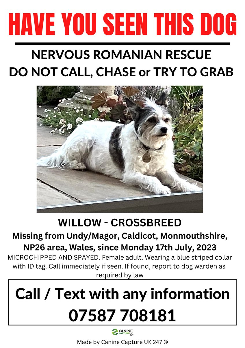 SIGHTINGS ONLY - NERVOUS ROMANIAN RESCUE MISSING IN AN UNFAMILIAR AREA - DO NOT CALL, CHASE, GRAB OR ATTEMPT TO CATCH #WILLOW IS #MISSING IN THE #UNDY/MAGOR AREA, #CALDICOT, #MONMOUTHSHIRE, #NP26 AREA, #WALES, SINCE MONDAY, 17TH JULY, 2023 facebook.com/groups/6863458…