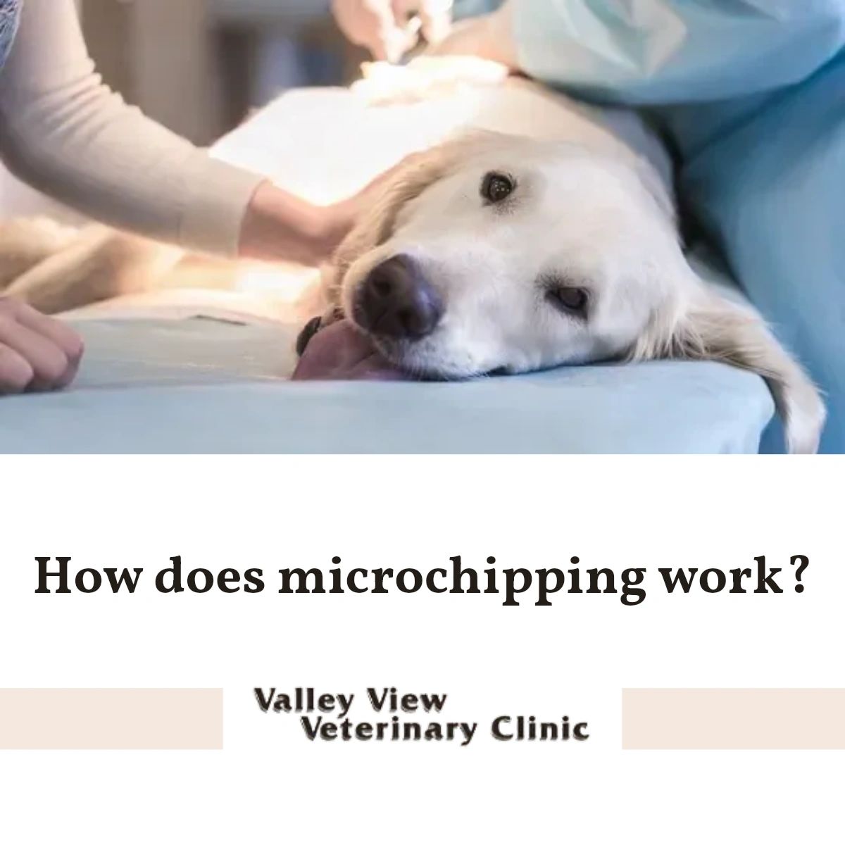 This is a question we get asked quite a bit. Basically, we inject a tiny device underneath your pet's skin, and it contains a distinct registration number. Vets and animal shelters can scan the microchip, and you'll be contacted right away! #PetMicrochipping