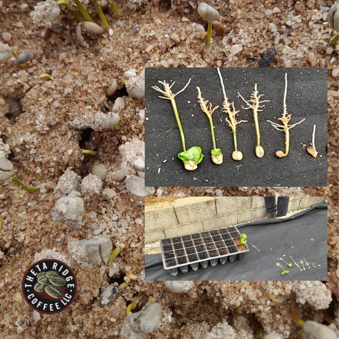 ThetaRidgeSB's tweet photo. Welcome to a coffee nursery, where high-quality coffee seeds are germinated and nurtured into healthy seedlings. 
Coffee nurseries are the foundation of sustainable coffee production, preserving varieties and contributing to industry improvement.  ☕️🌱💚#thetaridgecoffee https://t.co/xS2b2G7YMI
