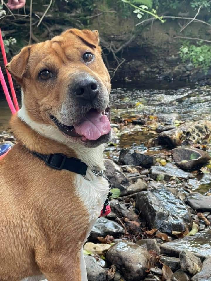 AdoptionsUk's tweet photo. SPECIAL APPEAL, please retweet to help Maggie find a home #CARMARTHENSHIRE #WALES 

She's been waiting for home for 800 days +!  

DETAILS or APPLY 👇https://t.co/rQf5BxOkck 

#dogs #RescueDogs #AdoptDontShop #PetCrisis https://t.co/WZcS8vpgFw