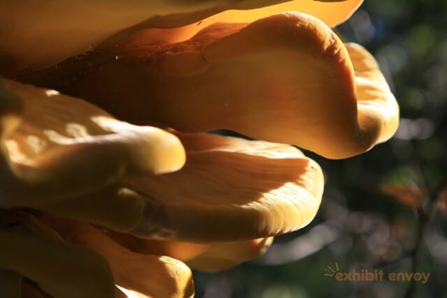 SBCountyMuseum's tweet photo. 🍄🍄🍄 Join us in 2 weeks for the exhibit opening of "Mushrooms: Keys to the Kingdom Fungi" at San Bernardino County Museum on Sunday, July 30th at 9 am. 🍄🍄🍄 https://t.co/x4MIHoxIgT