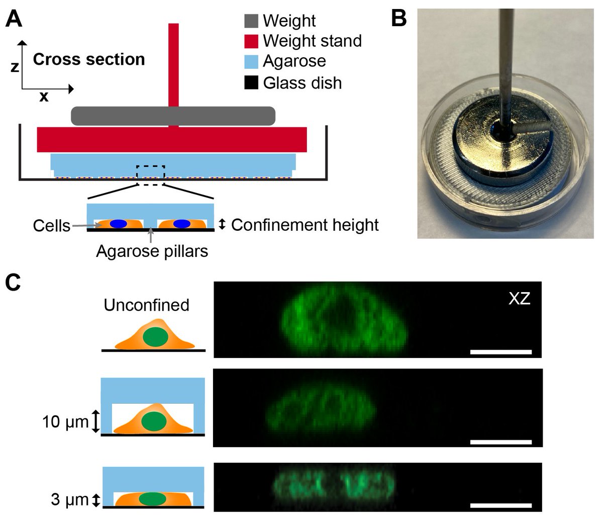 LammerdingLab's tweet photo. Do you like squishing cells as much as we do? Here is a protocol for a simple, inexpensive device using agarose micropillars to control the confinement, inspired by @LiamHoltLab. Fantastic collaboration by @ElpersMaggie, @AliceAVarlet and Richa Agrawal. https://t.co/X2rsjrxXrI https://t.co/m2BwRvZFlO