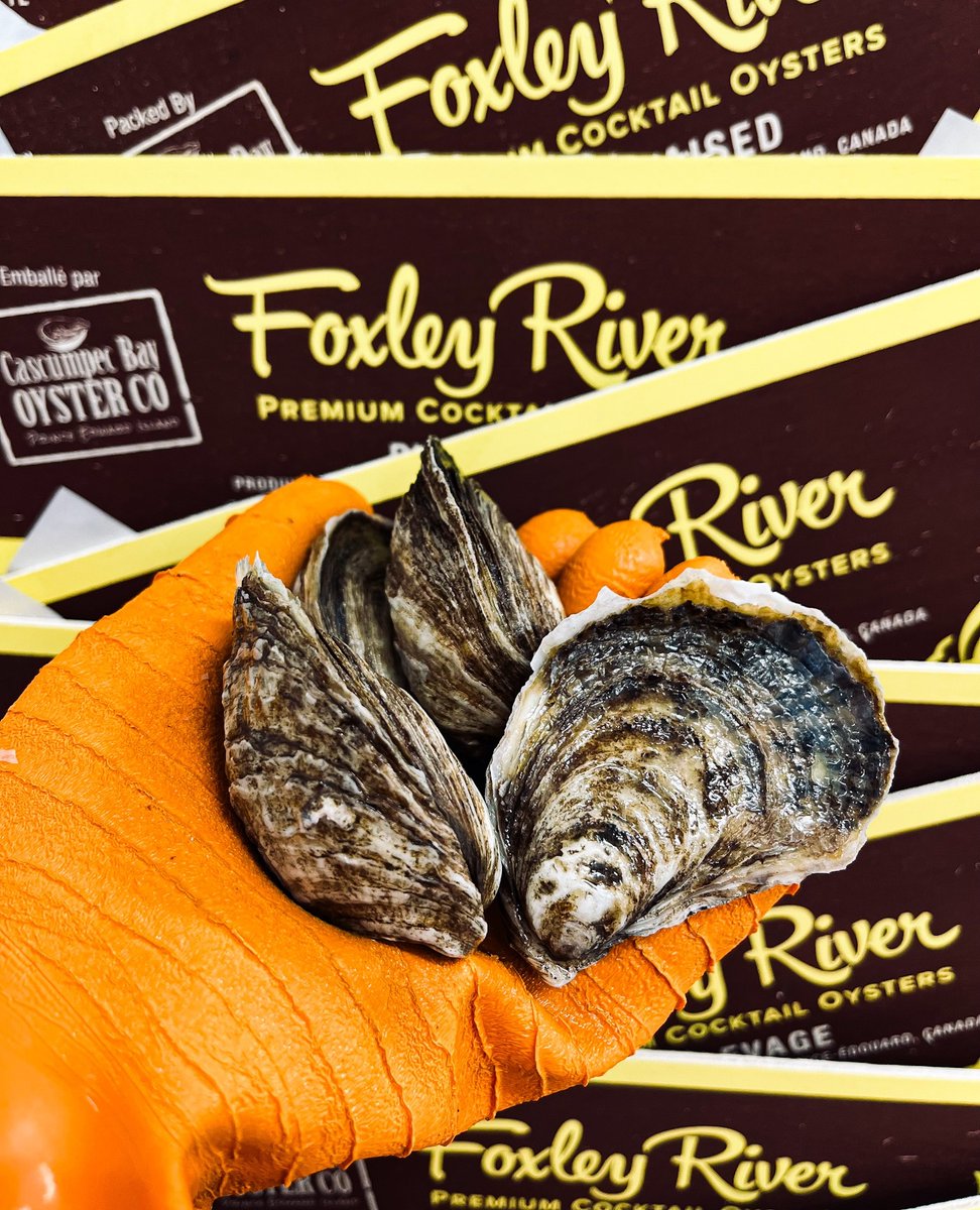 OystersPEI's tweet photo. We are very lucky to have a number of oyster farm suppliers that we work with who are just as committed to quality as we are on our own farm!
#oysters #cascumpecbay #foxleyriver #slowfood #peioysters
#aquaculture #peishellfish #canadianoysters #oysterfarm https://t.co/G27jbloxPc