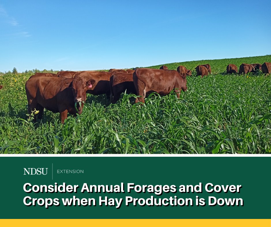 Another challenging year for spring moisture has created a deficit in hay production across much of the Dakotas and Minnesota, leaving ranchers to consider options to increase their forage supply.
ag.ndsu.edu/news/newsrelea…