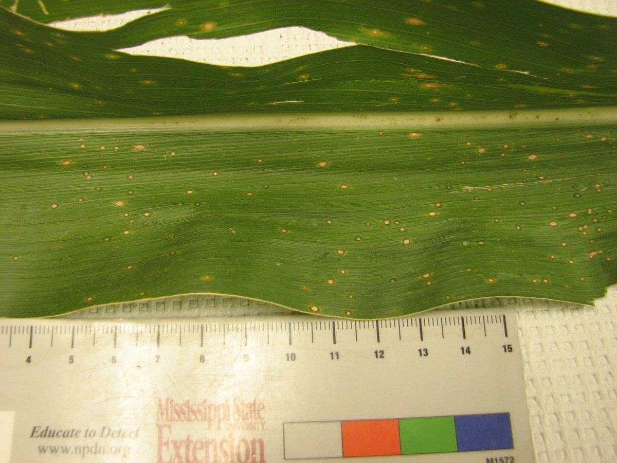 Beautiful symptoms of Curvularia leaf spot on corn leaves. Curvularia symptoms look very similar to those caused by the eyespot fungus. Mississippi's sultry summer weather is likely too hot for the eyespot fungus, but it's always a good idea to confirm with microscopy! 🤓#MSUext