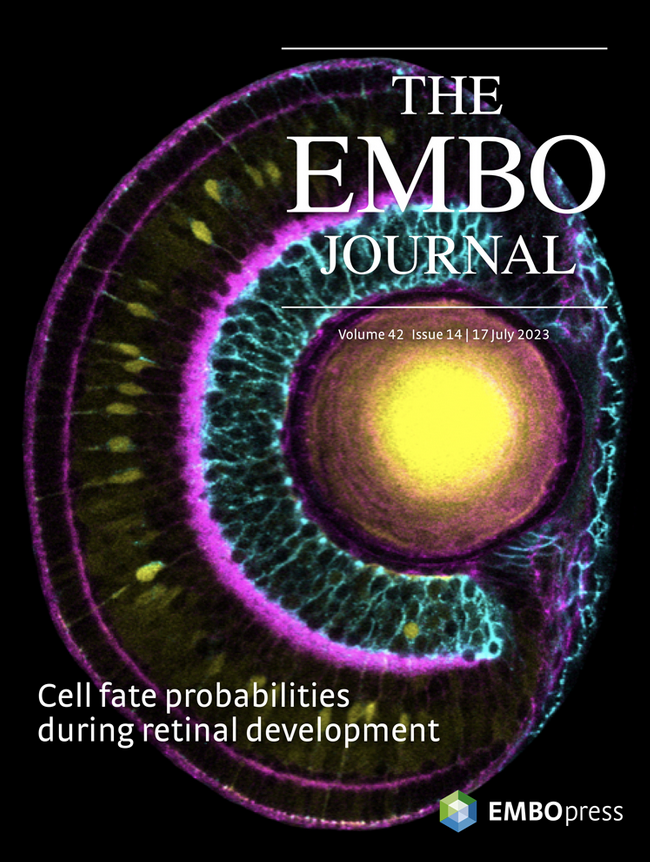Elisa Nerli (@nerlielisa) on Twitter photo We made the cover <a href="/embojournal/">The EMBO Journal</a> ! The retina is such a beautifully and precisely organised tissue. In our paper, we show that this precision is achieved through both deterministic and stochastic fate decisions. Have a look ;)
embopress.org/doi/pdf/10.152… We made the cover <a href="/embojournal/">The EMBO Journal</a> ! The retina is such a beautifully and precisely organised tissue. In our paper, we show that this precision is achieved through both deterministic and stochastic fate decisions. Have a look ;)
embopress.org/doi/pdf/10.152…