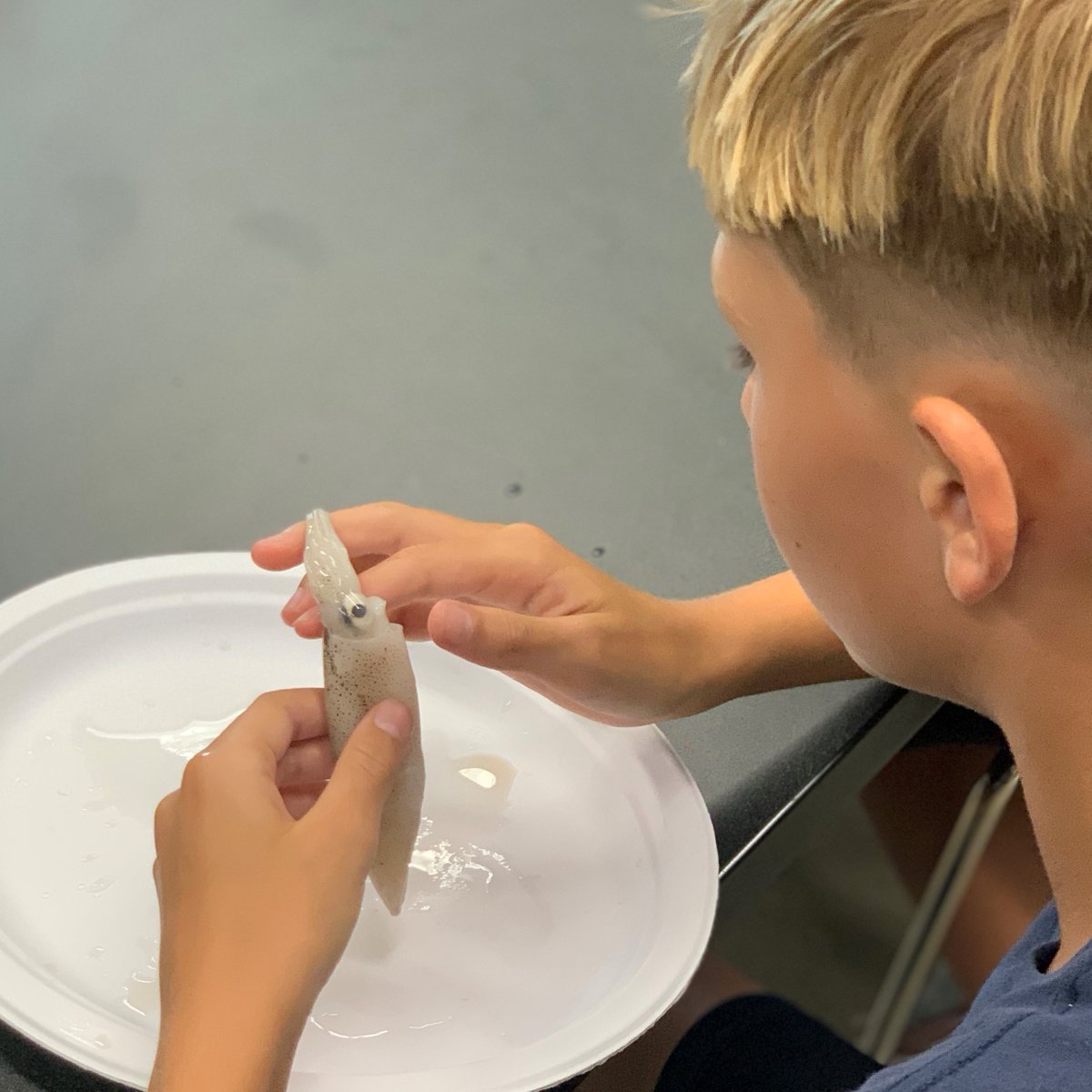 NCReserve's tweet photo. Check out the incredible hands-on experience our campers had last week! 🐙 They delved into the fascinating world of squid anatomy and got a truly unforgettable lesson! North Carolina Maritime Museum in Beaufort #CampLife #SquidDissection https://t.co/xGP1rjs0Ml
