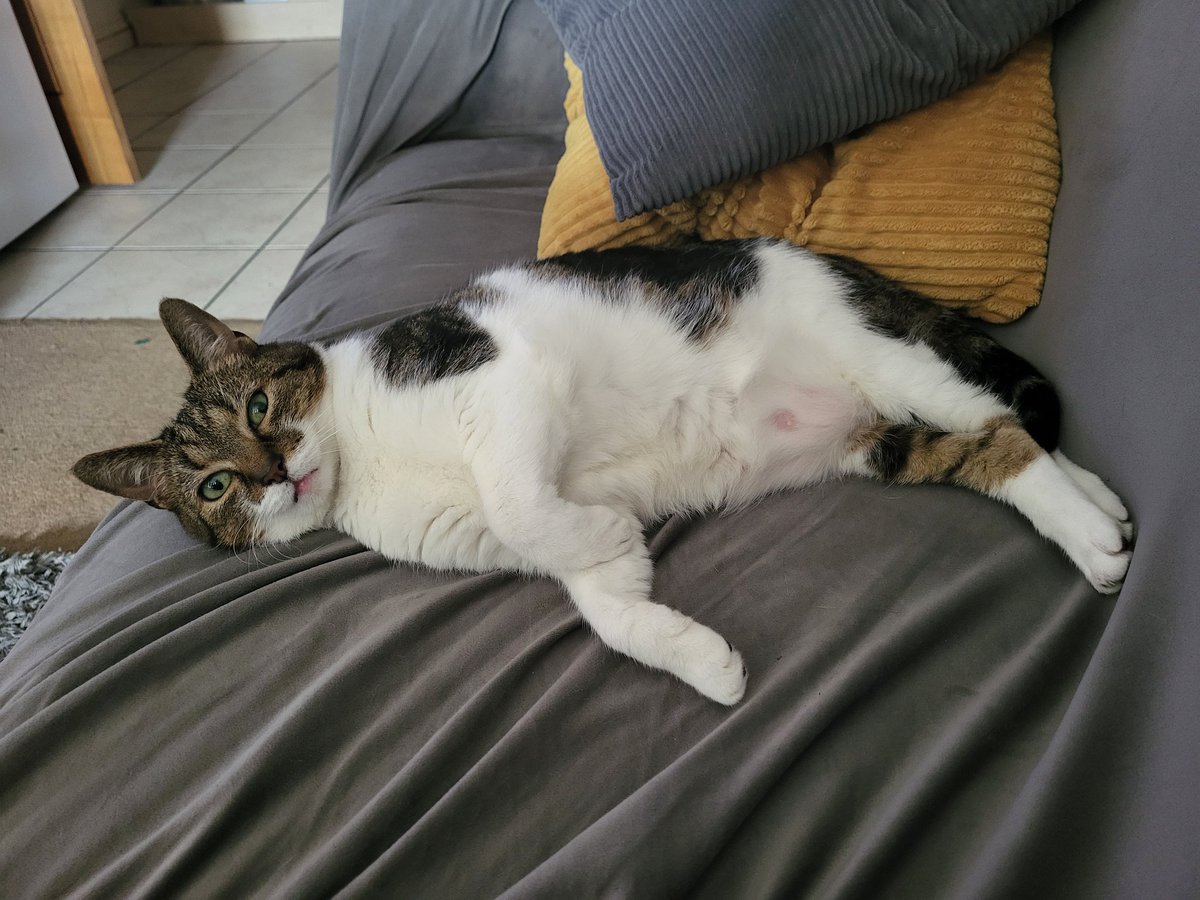 cheznie's tweet photo. @ShouldHaveCat https://t.co/WgcQDYCdPa