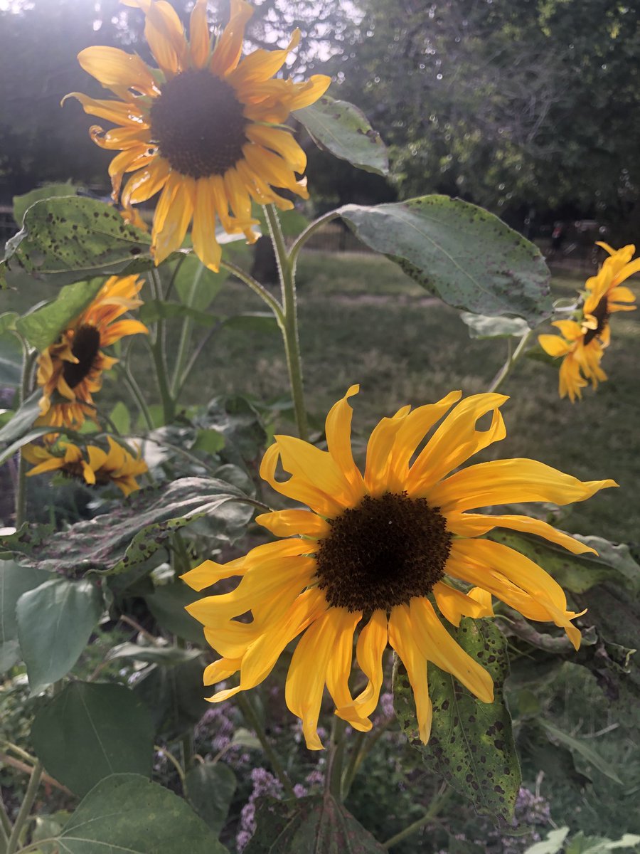 How lovely to see the sunflowers in the children’s play area 🌻🌻🌻