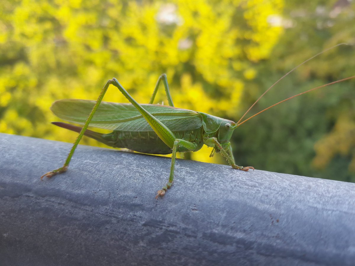 Frá Svábalandi tweet media