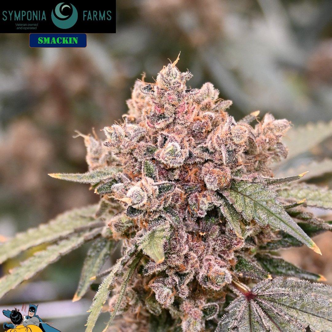 SymponiaFarms's tweet photo. We've got the crew back trimming up the second round of SMACKIN and will be sent off for testing soon.
#420community #indoorgrown #indica #michiganmarijuana #weedculture #thclife #symponiafarms #vetowned https://t.co/9djRiz6rrB
