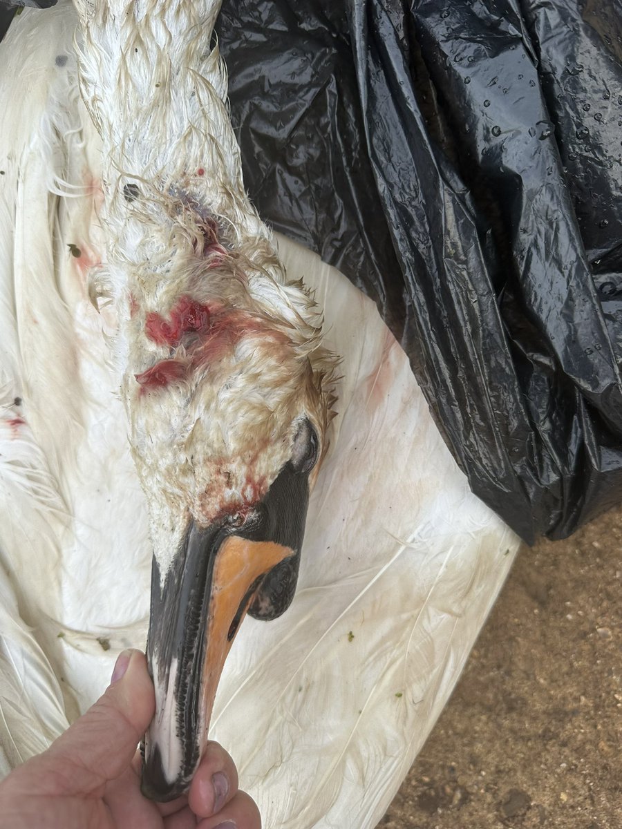 SwanSupport (@swan_support) on Twitter photo 