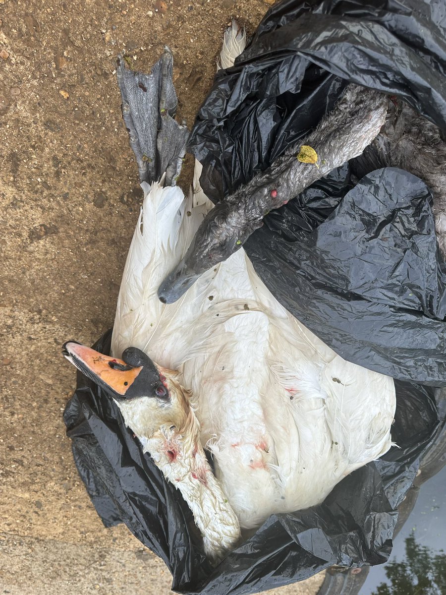 SwanSupport tweet media