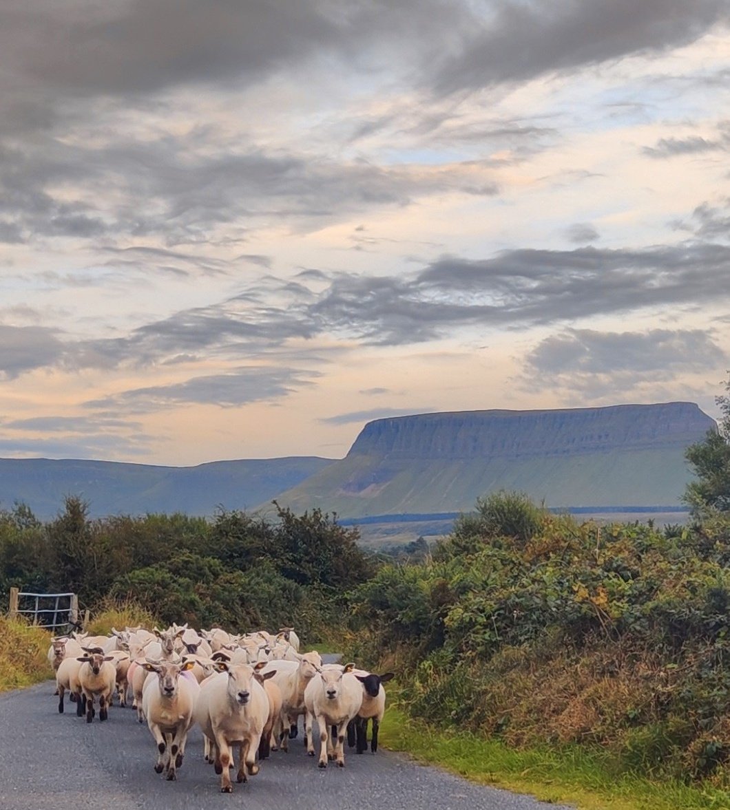 Rush hour in Sligo #sligo #heartofsligo #wildatlanticway #july #ireland