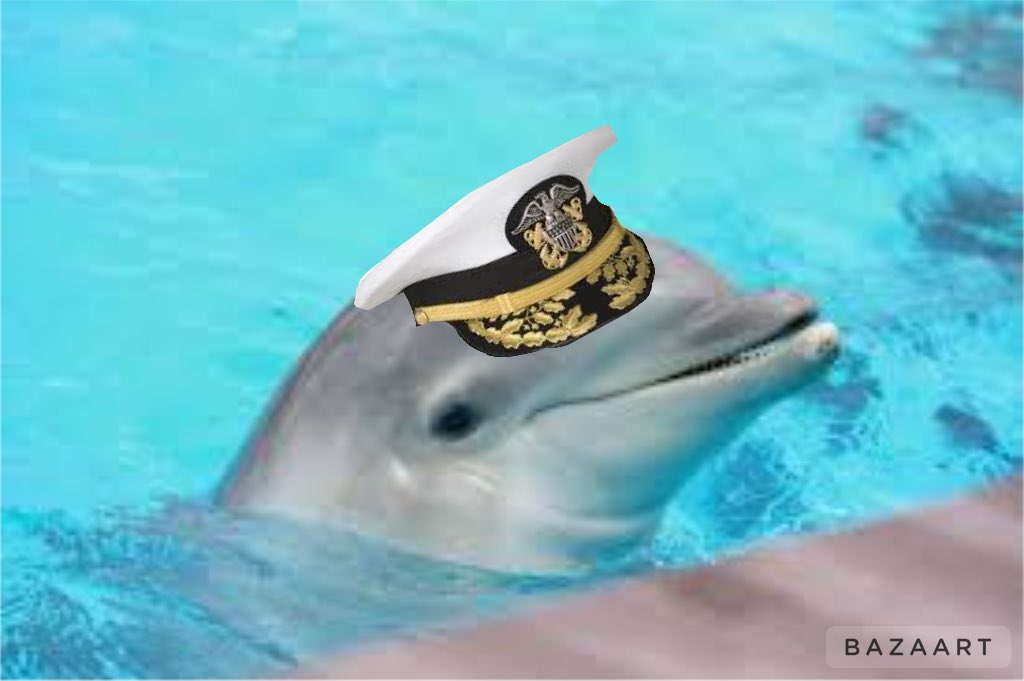 johnny_dangler's tweet photo. Did you know that the US government trained bottlenose dolphins to detect under water mines during the Cold War? #randomanimalfacts https://t.co/0aQZ9nvq2q
