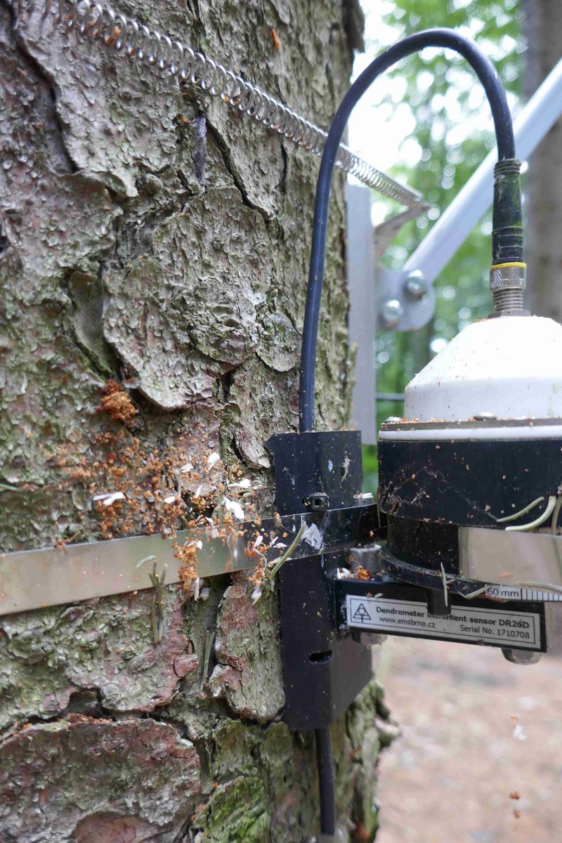 RModlinger's tweet photo. Measured trees on the #EXTEMIT-K roof under bark beetle attack https://t.co/1yiweup58u