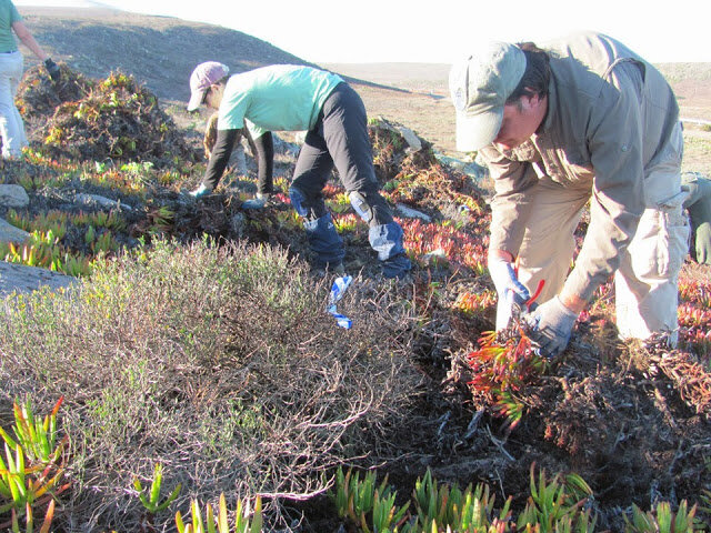 Channel Islands Restoration tweet media