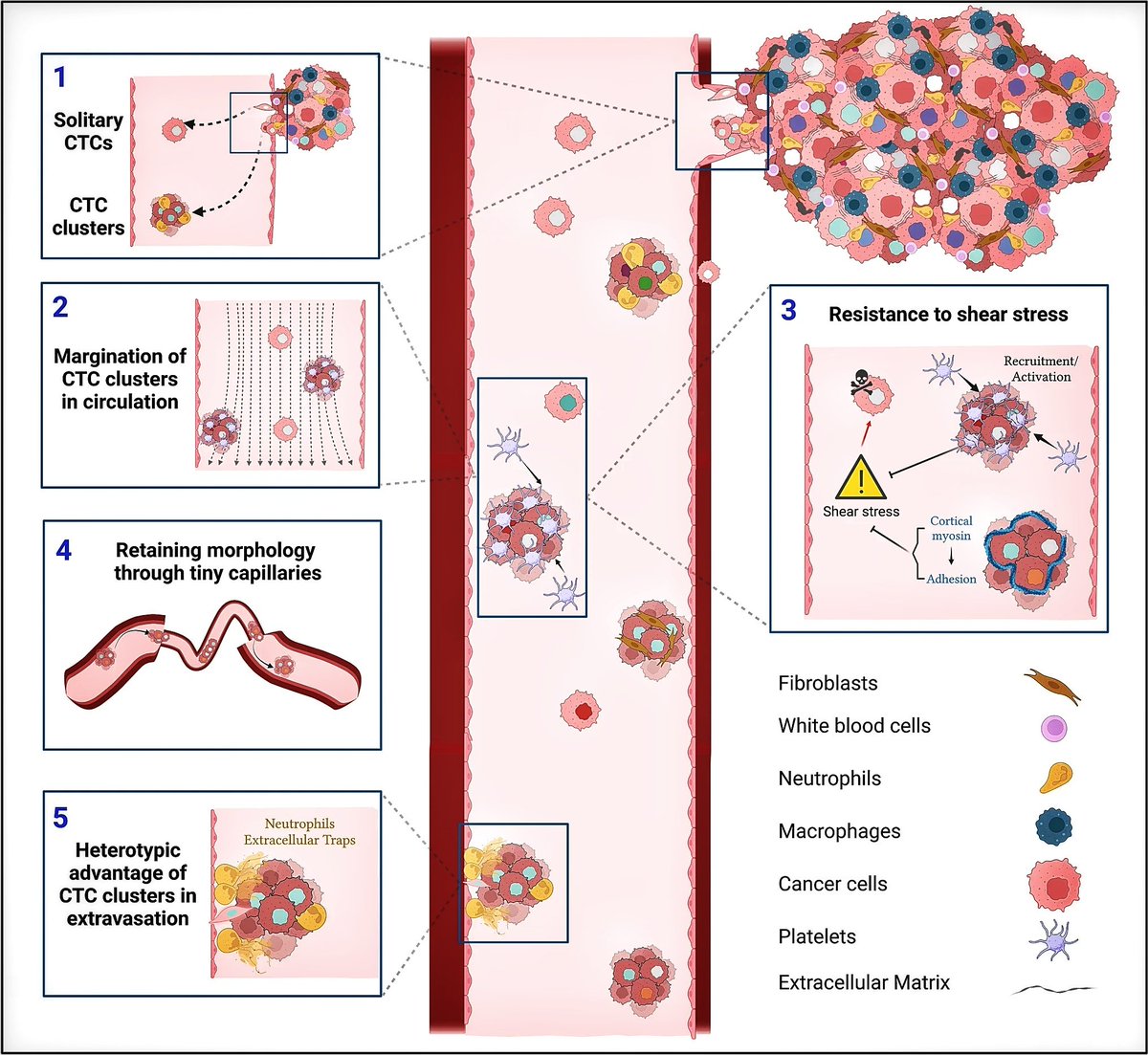 Mostafa Nasr tweet media