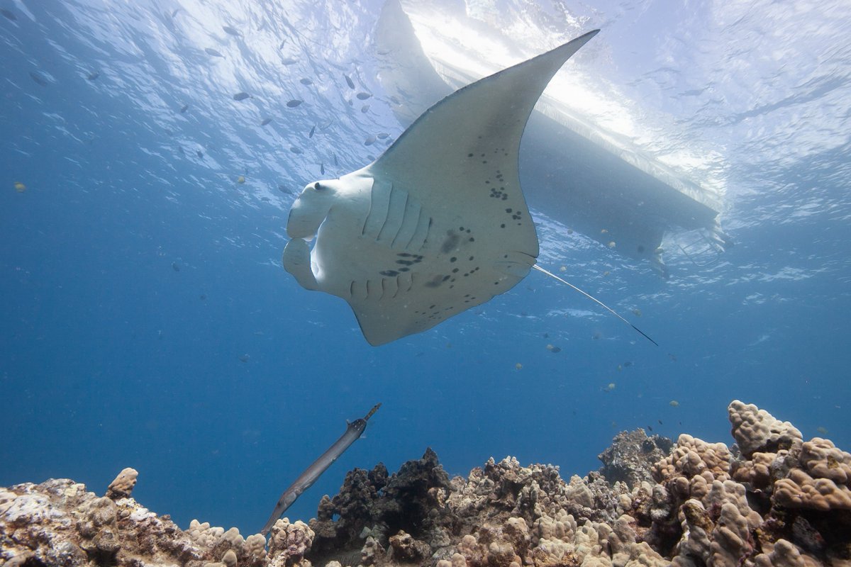 FishWhit's tweet photo. Our new genetic study shows that #ReefMantaRays in #Hawaii live in isolated, island-specific, and genetically distinct populations. Read the paper here https://t.co/hThkw1XNPH published with @SpringerNature in @BMC_series Ecology &amp; Evolution with @RR_Coleman @MarkDeakos #MantaRay https://t.co/H0L7v9bOrr