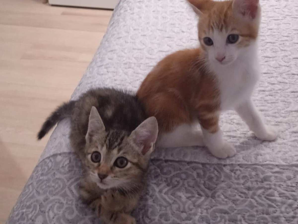 espargats's tweet photo. EDA y SHERKAN EN ADOPCIÓN CONJUNTA
Estos pequeños se adoran y adoran a los humanos. Son súper cariñosos y buscamos un hogar para que puedan seguir viviendo juntos. ¿Quieres ser tú? Envía un whatsapp al 625017077. #esparreguera #dosmejorqueuno #adoptanocompres https://t.co/VSGDLrKQYr