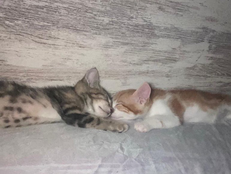 espargats's tweet photo. EDA y SHERKAN EN ADOPCIÓN CONJUNTA
Estos pequeños se adoran y adoran a los humanos. Son súper cariñosos y buscamos un hogar para que puedan seguir viviendo juntos. ¿Quieres ser tú? Envía un whatsapp al 625017077. #esparreguera #dosmejorqueuno #adoptanocompres https://t.co/VSGDLrKQYr