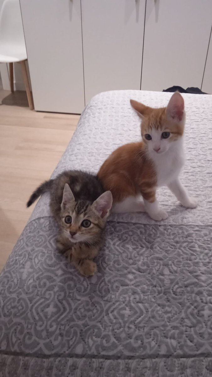 espargats's tweet photo. EDA y SHERKAN EN ADOPCIÓN CONJUNTA
Estos pequeños se adoran y adoran a los humanos. Son súper cariñosos y buscamos un hogar para que puedan seguir viviendo juntos. ¿Quieres ser tú? Envía un whatsapp al 625017077. #esparreguera #dosmejorqueuno #adoptanocompres https://t.co/VSGDLrKQYr