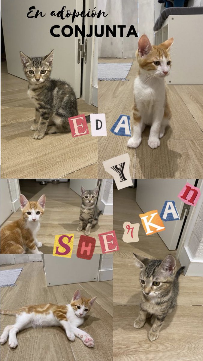 espargats's tweet photo. EDA y SHERKAN EN ADOPCIÓN CONJUNTA
Estos pequeños se adoran y adoran a los humanos. Son súper cariñosos y buscamos un hogar para que puedan seguir viviendo juntos. ¿Quieres ser tú? Envía un whatsapp al 625017077. #esparreguera #dosmejorqueuno #adoptanocompres https://t.co/VSGDLrKQYr