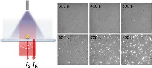 DNA_Nanotech's tweet photo. Real-Time Monitoring and Control of Nanoparticle Formation https://t.co/wVaxrEFfmx

Spatially patterned activation of #photoreductant sodium pyruvate with #interferometric scattering microscopy to achieve fast, label-free monitoring and control of gold nanoparticles in real time. https://t.co/dZ0FmUPizC