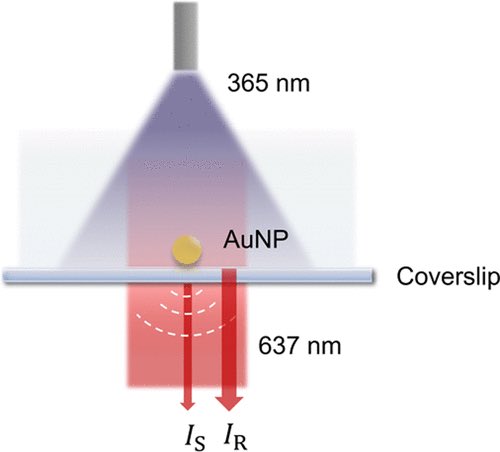 DNA_Nanotech's tweet photo. Real-Time Monitoring and Control of Nanoparticle Formation https://t.co/wVaxrEFfmx

Spatially patterned activation of #photoreductant sodium pyruvate with #interferometric scattering microscopy to achieve fast, label-free monitoring and control of gold nanoparticles in real time. https://t.co/dZ0FmUPizC