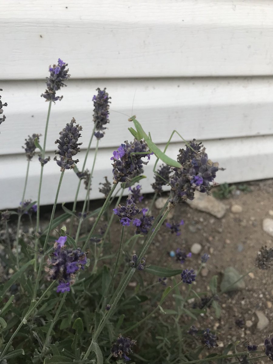 It’s a baby on our lavender