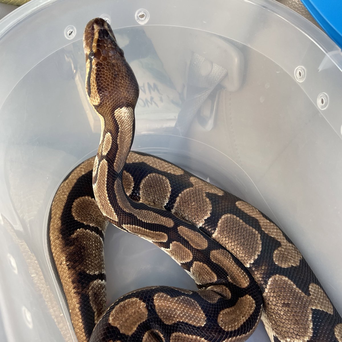 correllscience's tweet photo. Want to see #JillTheScienceSnake in person? You have *6* opportunities this week between @FCPS1News SUMMER BOOST and @FIT4FCPS1 FRESH on Wheels events! π @FCPS1Science https://t.co/FNI9l81gSr
