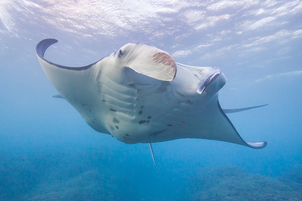 FishWhit's tweet photo. @SpringerNature @BMC_series @RR_Coleman @MarkDeakos @NOAAFish_PIFSC We provide the first genetic evidence that female #ReefMantaRays are strongly philopatric, and only reproduce on the island where they were born. Migration rates are equivalent to one female moving between island groups every 1,300 years and one male only about every 64 years. https://t.co/j8xhj2Gorc