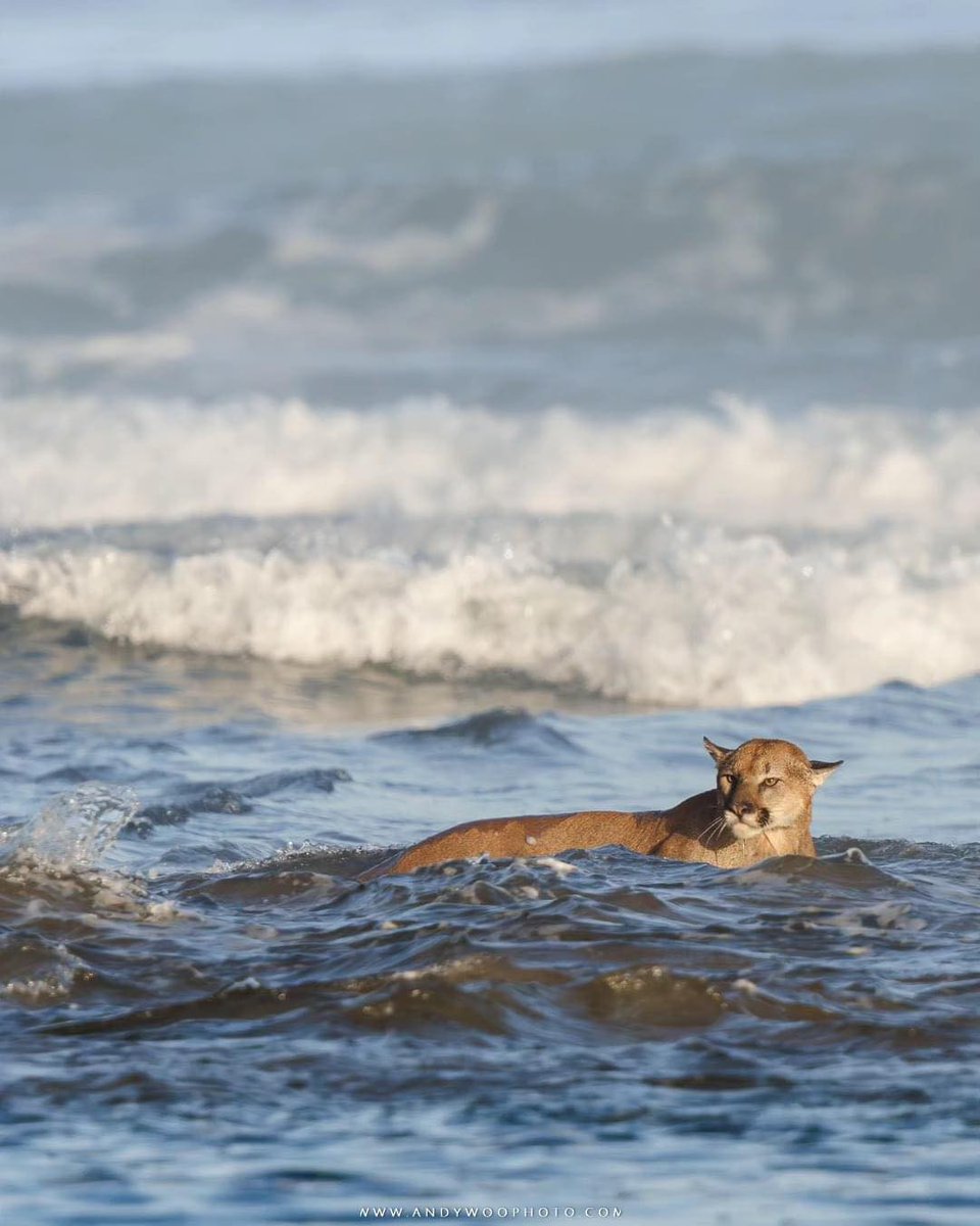 Cannon Beach, Oregon had to be closed because of a mountain lion in the surf. https://t.co/PGMDF62gnM