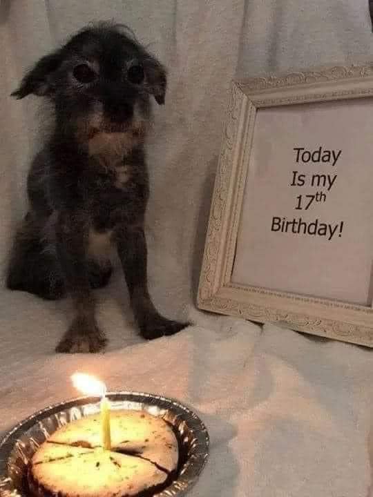 BestinDogs's tweet photo. Happy 17th Birthday, Max ❤ https://t.co/xcEHbIUrfE