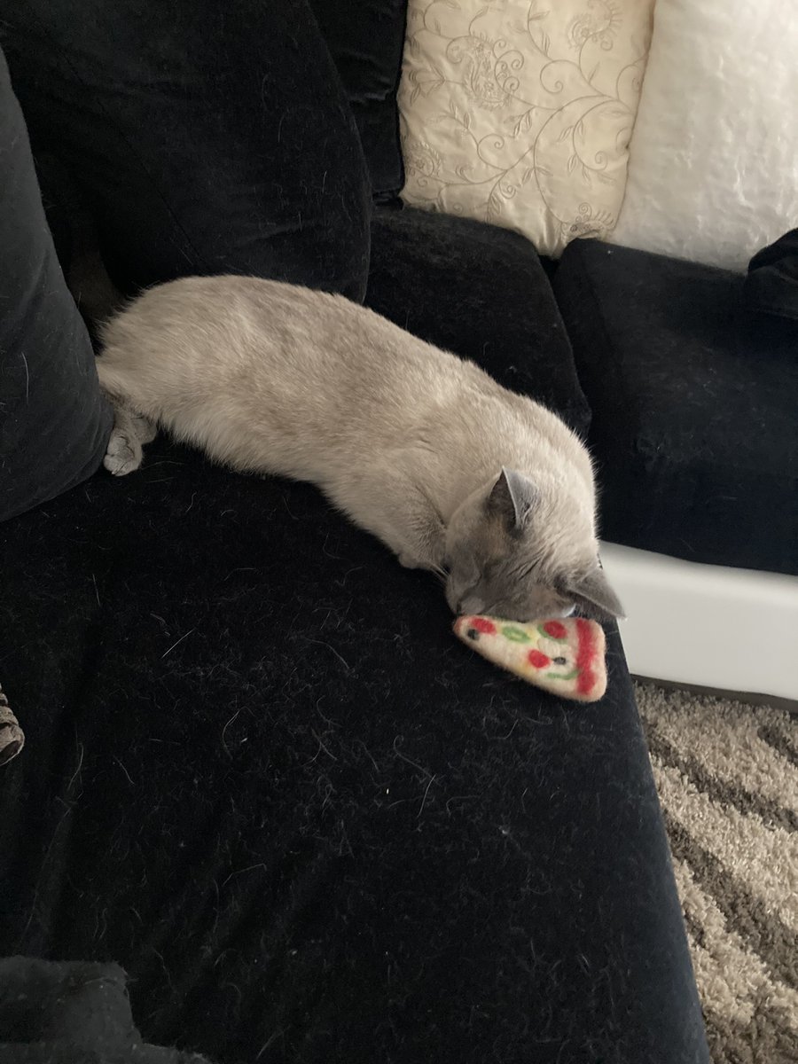 Kirbyzebra's tweet photo. @ShouldHaveCat Pizzzzzzza https://t.co/IPjGygb7Jz