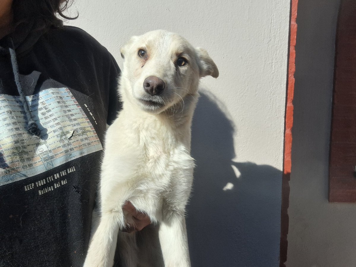 fucancl's tweet photo. BLANQUI... recién rescatada y full engorda, llegó pesando 4,5 kilos , hoy pesa ya 5kilos, debe seguir engordando para vacuna, aproximadamente 6 meses , será mediana a pequeña .
.
ADOPTAR SALVA VIDAS 
.
https://t.co/jQTvlU0xo0 
.
#noabandones #esterilizasiempre #fucanchile https://t.co/PKMCGcF6gu