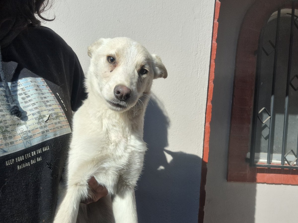 fucancl's tweet photo. BLANQUI... recién rescatada y full engorda, llegó pesando 4,5 kilos , hoy pesa ya 5kilos, debe seguir engordando para vacuna, aproximadamente 6 meses , será mediana a pequeña .
.
ADOPTAR SALVA VIDAS 
.
https://t.co/jQTvlU0xo0 
.
#noabandones #esterilizasiempre #fucanchile https://t.co/PKMCGcF6gu
