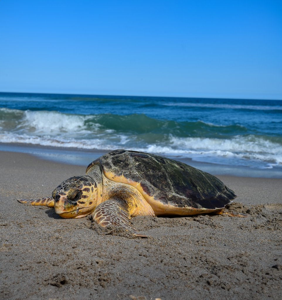 Did you know that Loggerhead Marinelife Center is situated on the most densely nested loggerhead beach in the Western Hemisphere? Every nesting season, our research team monitors thousands of loggerhead nests!