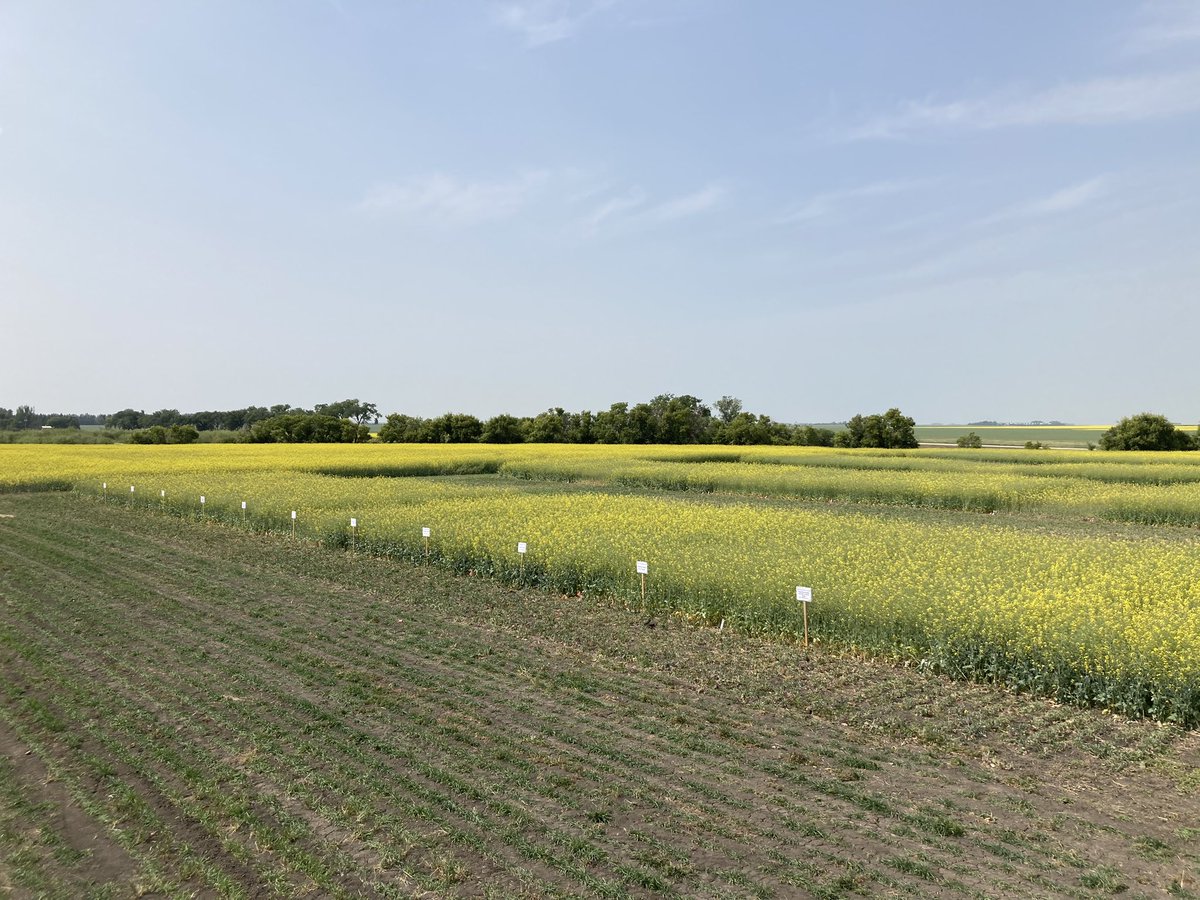 Canola Nitrogen response plots are ready for the <a href="/IHARF_SK/">IHARF</a> field day. <a href="/raju_aafc/">raju_aafc</a>