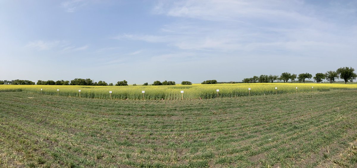 Sask_Agroforest's tweet photo. Canola Nitrogen response plots are ready for the @IHARF_SK field day. @raju_aafc https://t.co/WCJDthFZiJ
