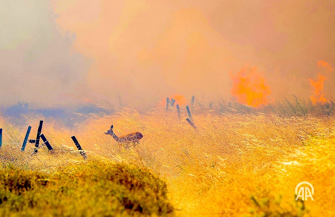 Çanakkale’de yangından kaçan Karaca. <a href="/sergenszgn/">Sergen Sezgin</a> fotoğrafladı. Bir dram ancak bu kadar vurucu anlatılabilirdi.