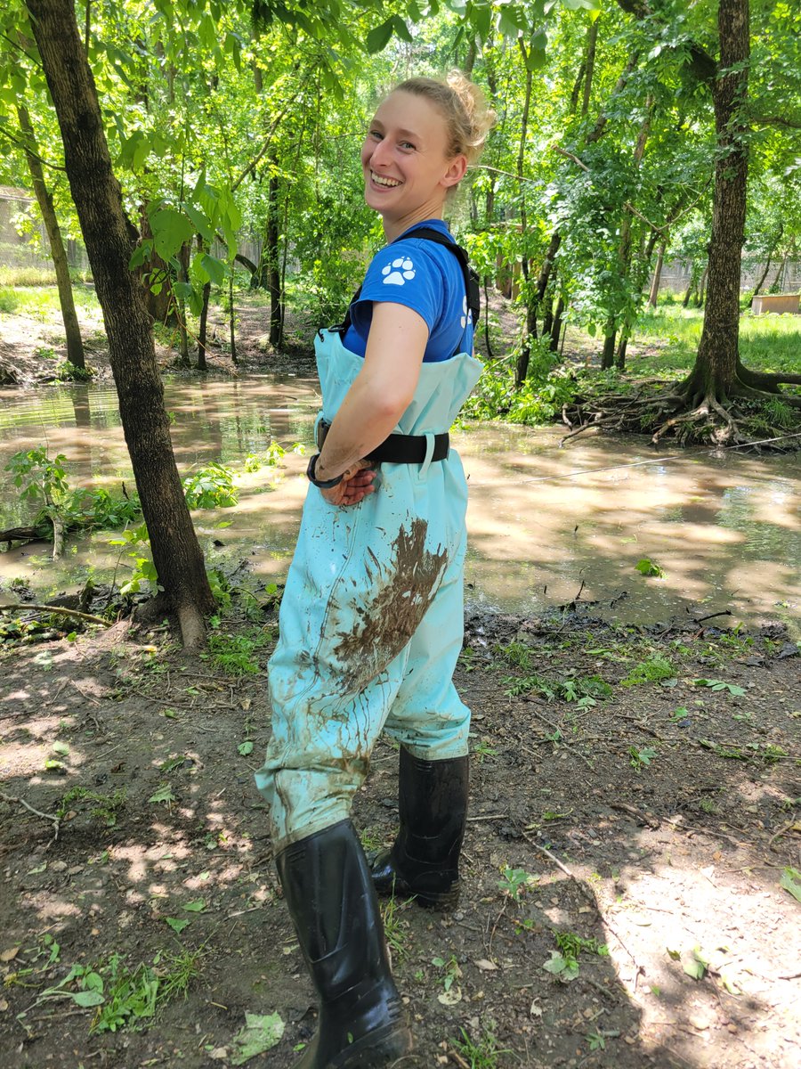 STLWolfCenter's tweet photo. Congratulations to #Keeper Danielle on her recent promotion to Animal Projects Coordinator.
Danielle takes incredible care of our animals, whether it’s providing maintenance to #wolf habitats or training our #foxes.
Help us say congrats this #KeeperWeek to Danielle! https://t.co/oQgseItQSU