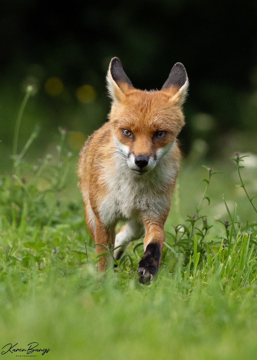 Karen Bangs Photography tweet media