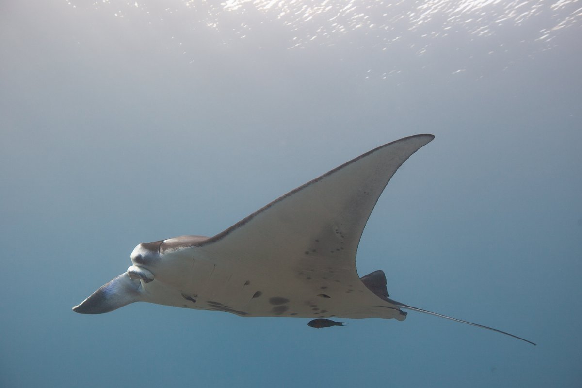 FishWhit's tweet photo. @SpringerNature @BMC_series @RR_Coleman @MarkDeakos @NOAAFish_PIFSC Small population size and low reproductive rates (1 pup every 1-7 years) make these and other island populations extremely vulnerable to human impact. Reef mantas face several threats including fishing line entanglement, boat strikes, and habitat loss. They need our protection. https://t.co/LkPG4PAdev